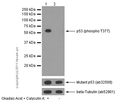 Western blot - Anti-p53 (phospho T377) antibody [EPR5678] - BSA and Azide free (AB248500)