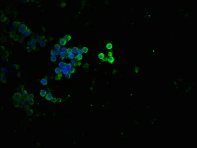 Immunocytochemistry/ Immunofluorescence - Anti-p53 (phospho T55) antibody [3C3] (AB314195)