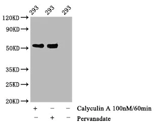 Western blot - Anti-p53 (phospho T55) antibody [3C3] (AB314195)
