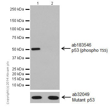 Anti-p53 (phospho T55) antibody [EPR17729]