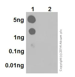 Dot Blot - Anti-p53 (phospho T55) antibody [EPR17729] - BSA and Azide free (AB250672)