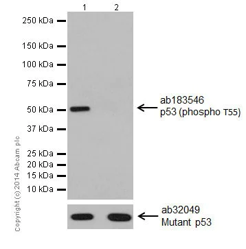 Western blot - Anti-p53 (phospho T55) antibody [EPR17729] - BSA and Azide free (AB250672)