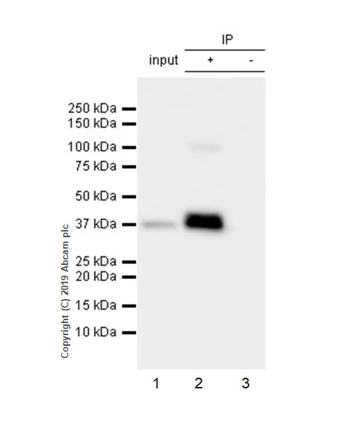 Immunoprecipitation - Anti-p53R2 antibody [EPR8816] - BSA and Azide free (AB249090)