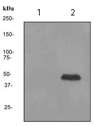 Western blot - Anti-p57 Kip2 antibody [EP2516] - BSA and Azide free (AB284788)