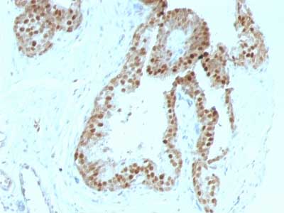 Immunohistochemistry (Formalin/PFA-fixed paraffin-embedded sections) - Anti-p57 Kip2 antibody [KIP2/880] (AB220207)