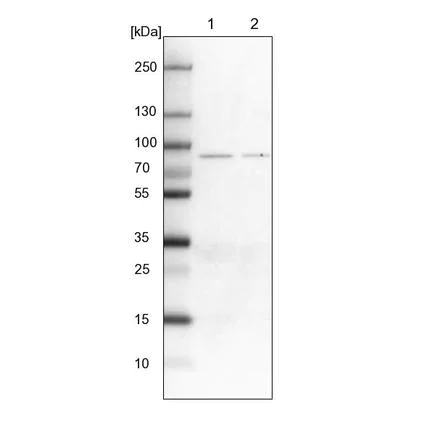 Western blot - Anti-P5CS antibody (AB223713)