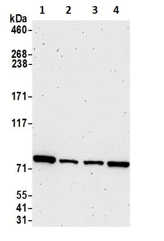 Western blot - Anti-P5CS antibody (AB225999)