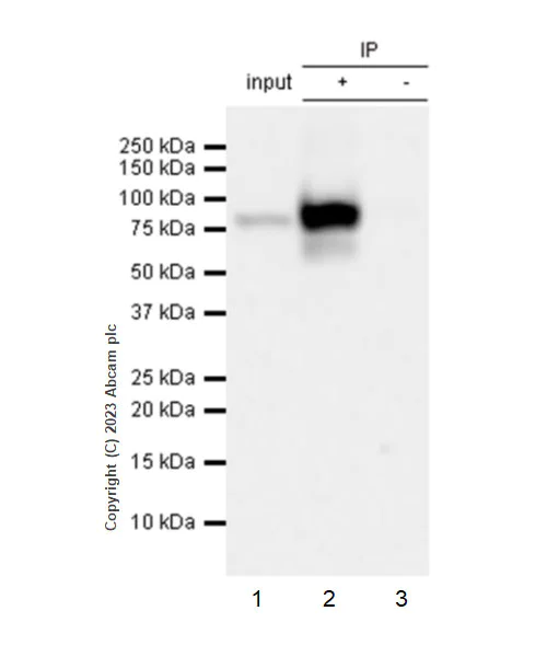 Immunoprecipitation - Anti-P5CS antibody [EPR28827-56] (AB315816)