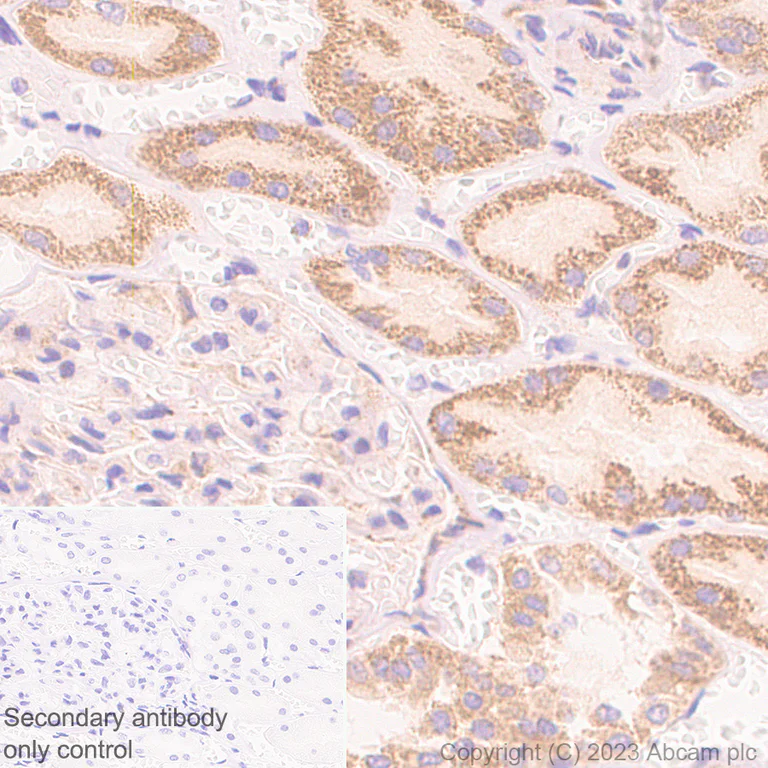 Immunohistochemistry (Formalin/PFA-fixed paraffin-embedded sections) - Anti-P5CS antibody [EPR28827-56] - BSA and Azide free (AB315817)