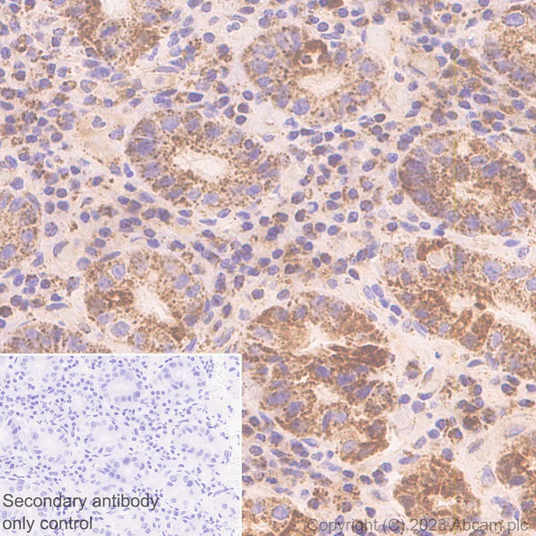 Immunohistochemistry (Formalin/PFA-fixed paraffin-embedded sections) - Anti-P5CS antibody [EPR28827-56] - BSA and Azide free (AB315817)
