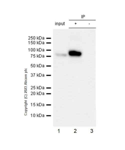 Immunoprecipitation - Anti-P5CS antibody [EPR28827-56] - BSA and Azide free (AB315817)