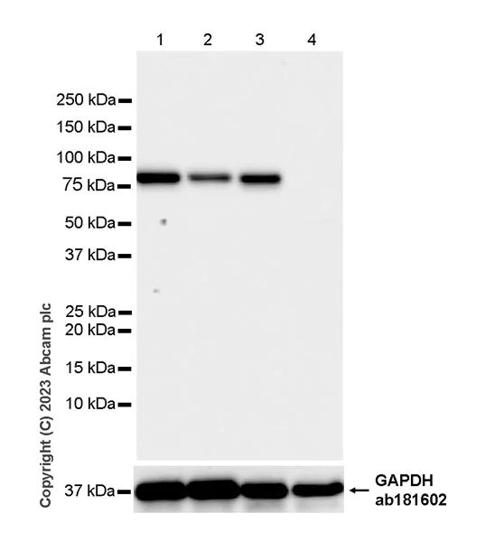 Western blot - Anti-P5CS antibody [EPR28827-56] - BSA and Azide free (AB315817)