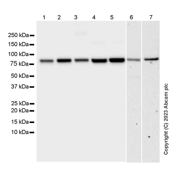 Western blot - Anti-P5CS antibody [EPR28827-56] - BSA and Azide free (AB315817)