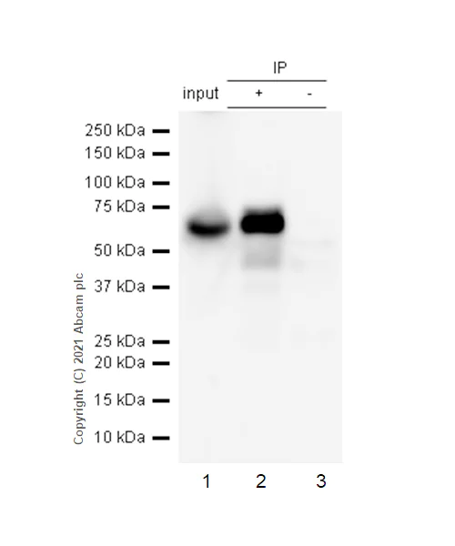 Immunoprecipitation - Anti-p60 CAF1/MPP7 antibody [EPR6105] - BSA and Azide free (AB226065)