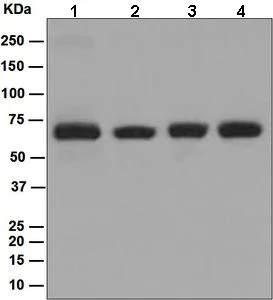 Western blot - Anti-p60 CAF1/MPP7 antibody [EPR6105] - BSA and Azide free (AB226065)