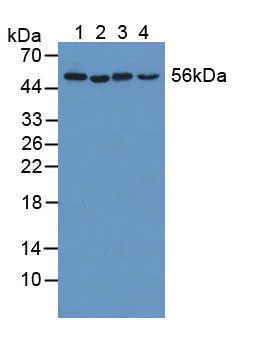 Western blot - Anti-p60 katanin antibody (AB232891)