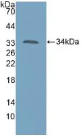 Western blot - Anti-p60 katanin antibody (AB232891)