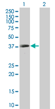 Western blot - Anti-p60 katanin antibody (AB67206), expandable thumbnail