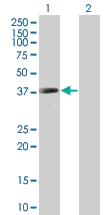 Western blot - Anti-p60 katanin antibody (AB67206)
