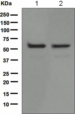 Western blot - Anti-p60 katanin antibody [EPR5071] (AB111881)