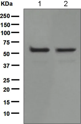 Western blot - Anti-p60 katanin antibody [EPR5071] - BSA and Azide free (AB247943)