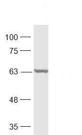 Western blot - Anti-p63 antibody (AB216493)