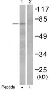 Anti-p63 antibody