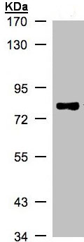 Western blot - Anti-p63 antibody (AB97865), expandable thumbnail