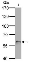 Western blot - Anti-p63 antibody (AB97865), expandable thumbnail