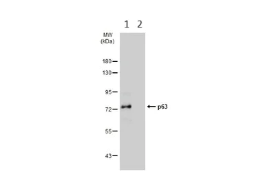 Western blot - Anti-p63 antibody (AB97865)