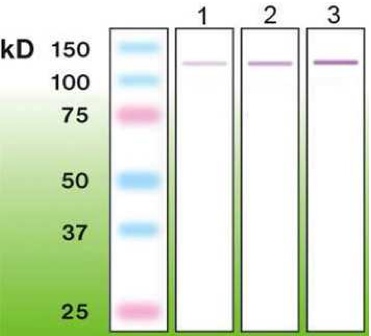 Western blot - Anti-p63 antibody [C24-I] - N-terminal (AB179874), expandable thumbnail