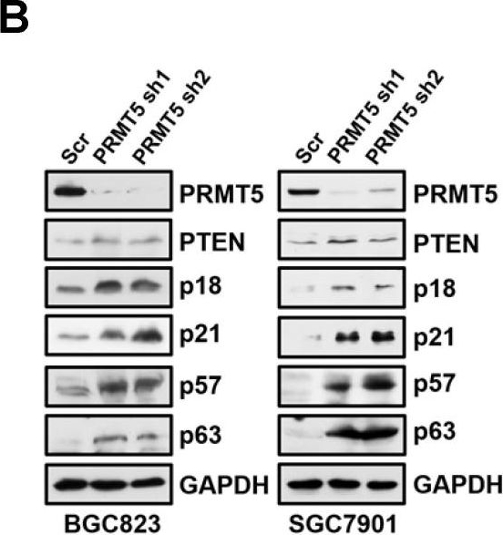 Anti-p63 antibody [EPR5701]. Rabbit Monoclonal (ab124762) | Abcam