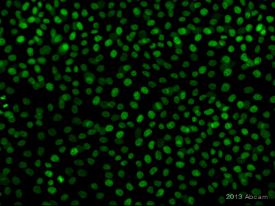 Immunocytochemistry/ Immunofluorescence - Anti-p63 antibody [EPR5701] - BSA and Azide free (ab214790), expandable thumbnail