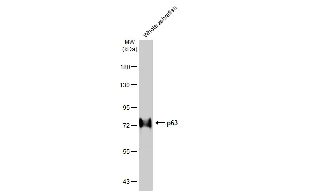 Western blot - Anti-p63 antibody [HL1027] (AB308376)