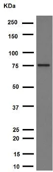 Western blot - Anti-p63 antibody [Y289] (AB32353)