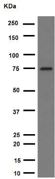 Western blot - Anti-p63 antibody [Y289] - BSA and Azide free (AB247245)
