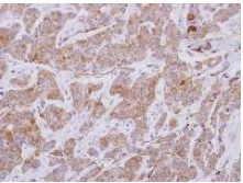 Immunohistochemistry (Formalin/PFA-fixed paraffin-embedded sections) - Anti-p63RhoGEF antibody (AB127690), expandable thumbnail