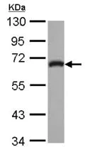Western blot - Anti-p63RhoGEF antibody (AB127690)