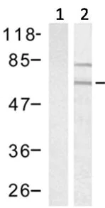 Western blot - Anti-P70 S6 Kinase beta/SRK antibody (AB131526)