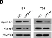 Western blot - Anti-P70 S6 Kinase beta/SRK antibody (AB131526)