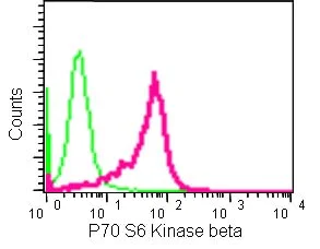 Flow Cytometry (Intracellular) - Anti-P70 S6 Kinase beta/SRK antibody [EPR14956] - BSA and Azide free (AB250753)