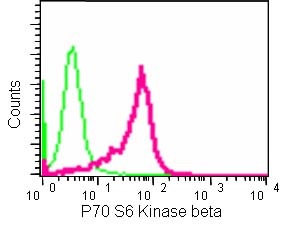 Flow Cytometry (Intracellular) - Anti-P70 S6 Kinase beta/SRK antibody [EPR14956] - N-terminal (AB184551), expandable thumbnail