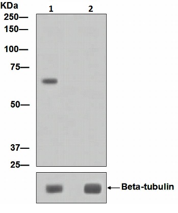 Western blot - Anti-P70 S6 Kinase beta/SRK (phospho S371) antibody [EPR2132] (AB109393)