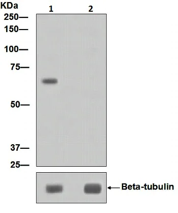 Western blot - Anti-P70 S6 Kinase beta/SRK (phospho S371) antibody [EPR2132] - BSA and Azide free (AB247846)