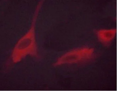 Immunocytochemistry/ Immunofluorescence - Anti-P70 S6 Kinase (phospho T389) antibody (AB2571)