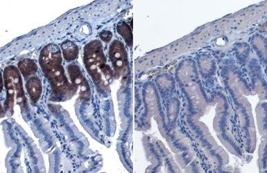 Immunohistochemistry paraffin embedded sections - Anti-p70 S6K phospho Thr421 Ser424 antibody [HL129] (AB308331), expandable thumbnail