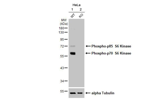 Western blot - Anti-p70 S6K phospho Thr421 Ser424 antibody [HL129] (AB308331), expandable thumbnail