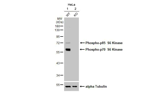 Western blot - Anti-p70 S6K phospho Thr421 Ser424 antibody [HL129] (AB308331)