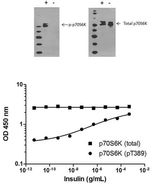 Sandwich ELISA - p70S6K (pT389) ELISA Kit (AB176651)