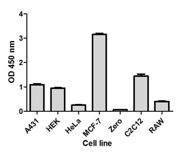 Sandwich ELISA - p70S6K (pT389) ELISA Kit (AB176651)
